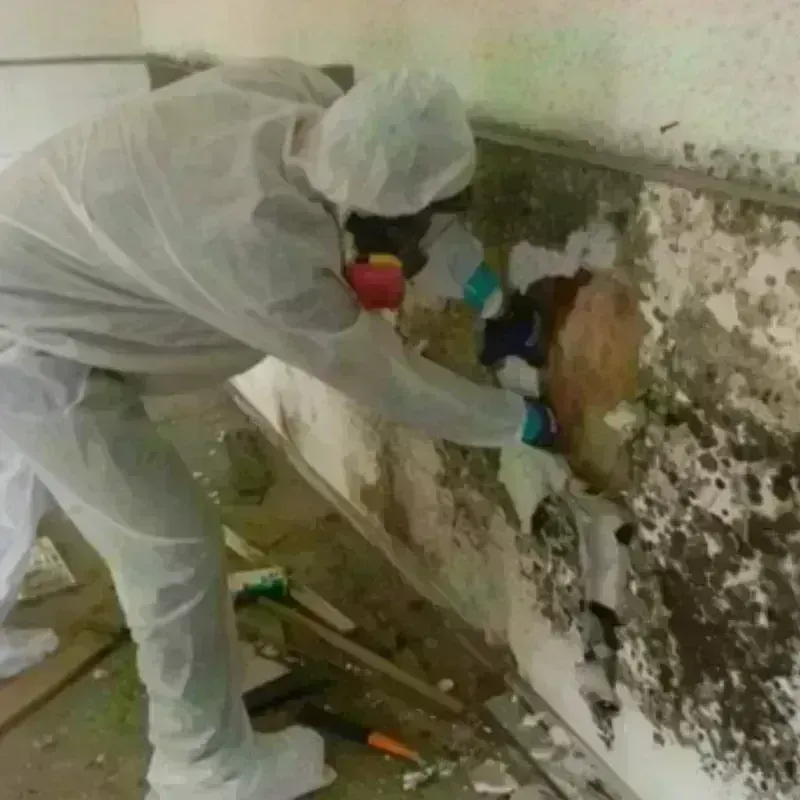 Mold Remediation and Removal in Grand Rapids, MI